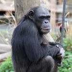 Gorilla i Odense Zoo